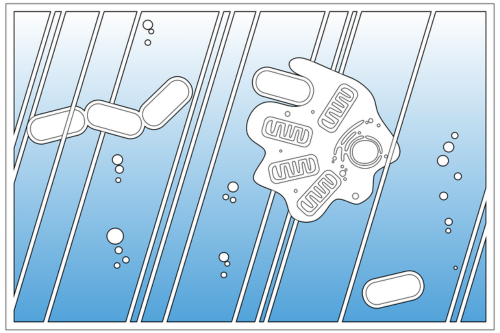 By collecting evidence from multiple gene families in multiple biological systems and focusing on the features which distinguish eukaryotes from prokaryotes, the team were able to begin to piece together the developmental pathway for complex life.
